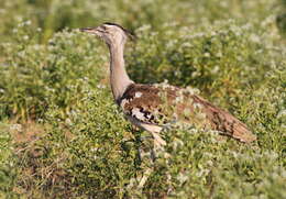 Image of Kori Bustard