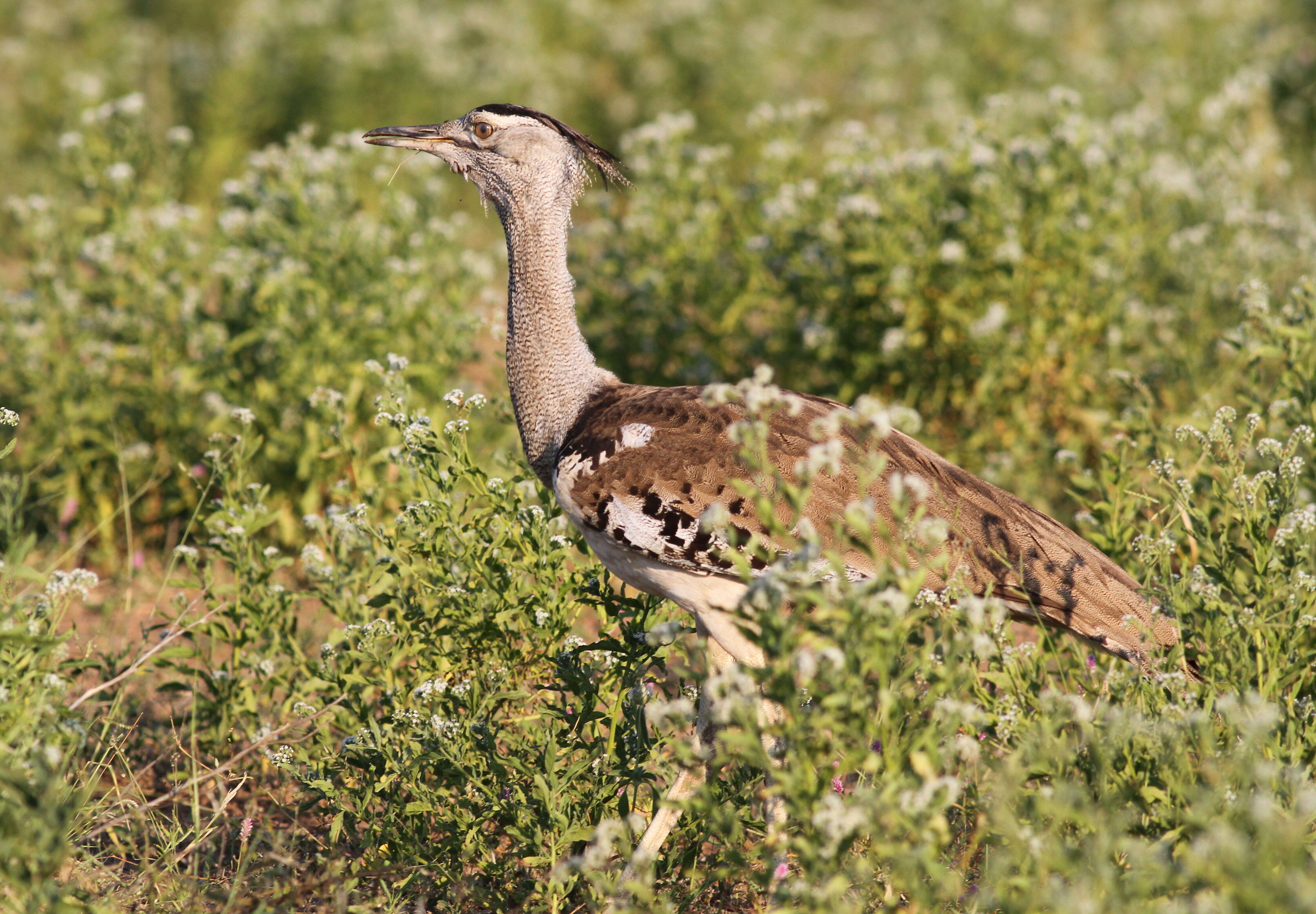 Image of Kori Bustard