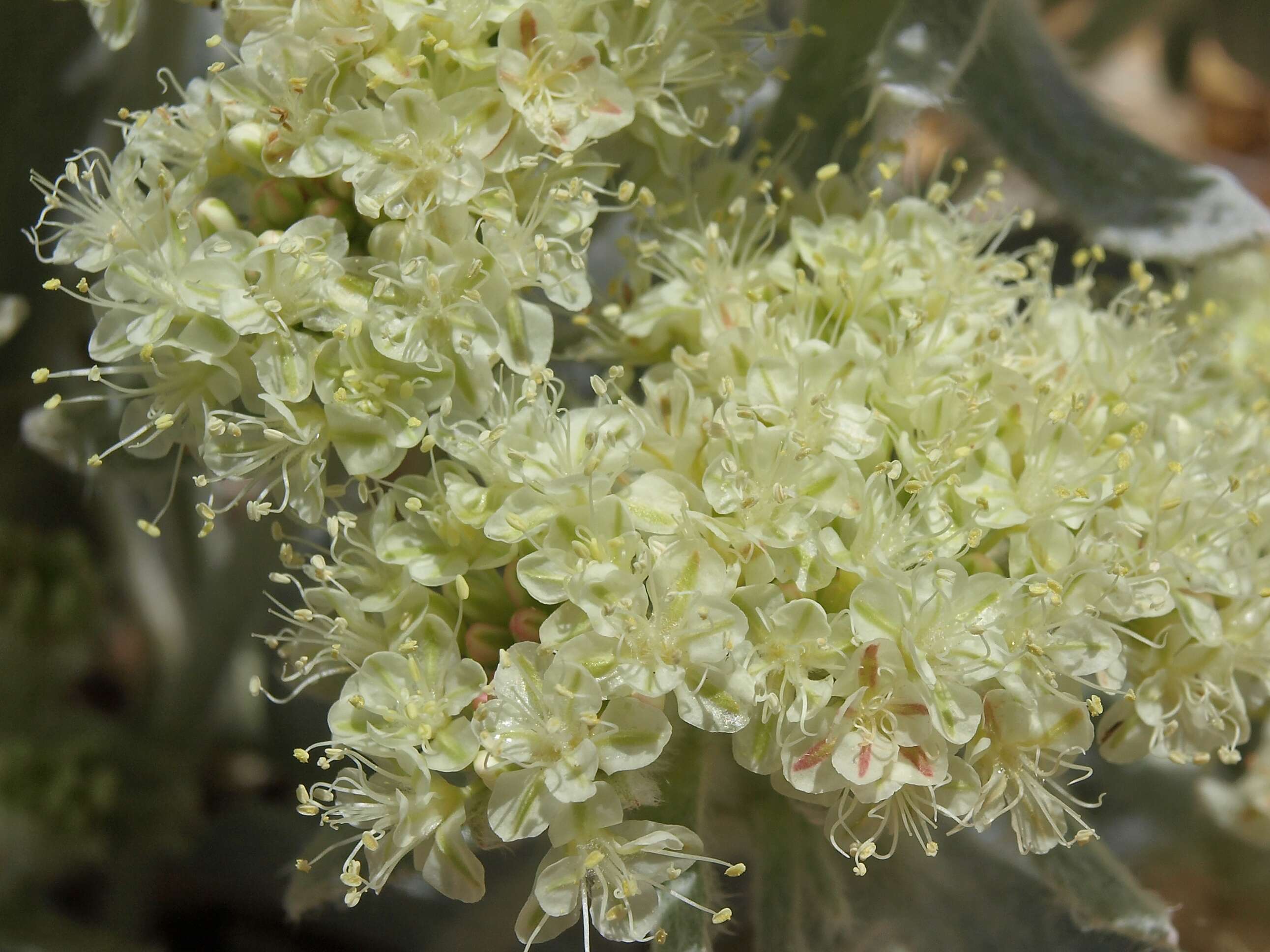 Imagem de Eriogonum robustum Greene