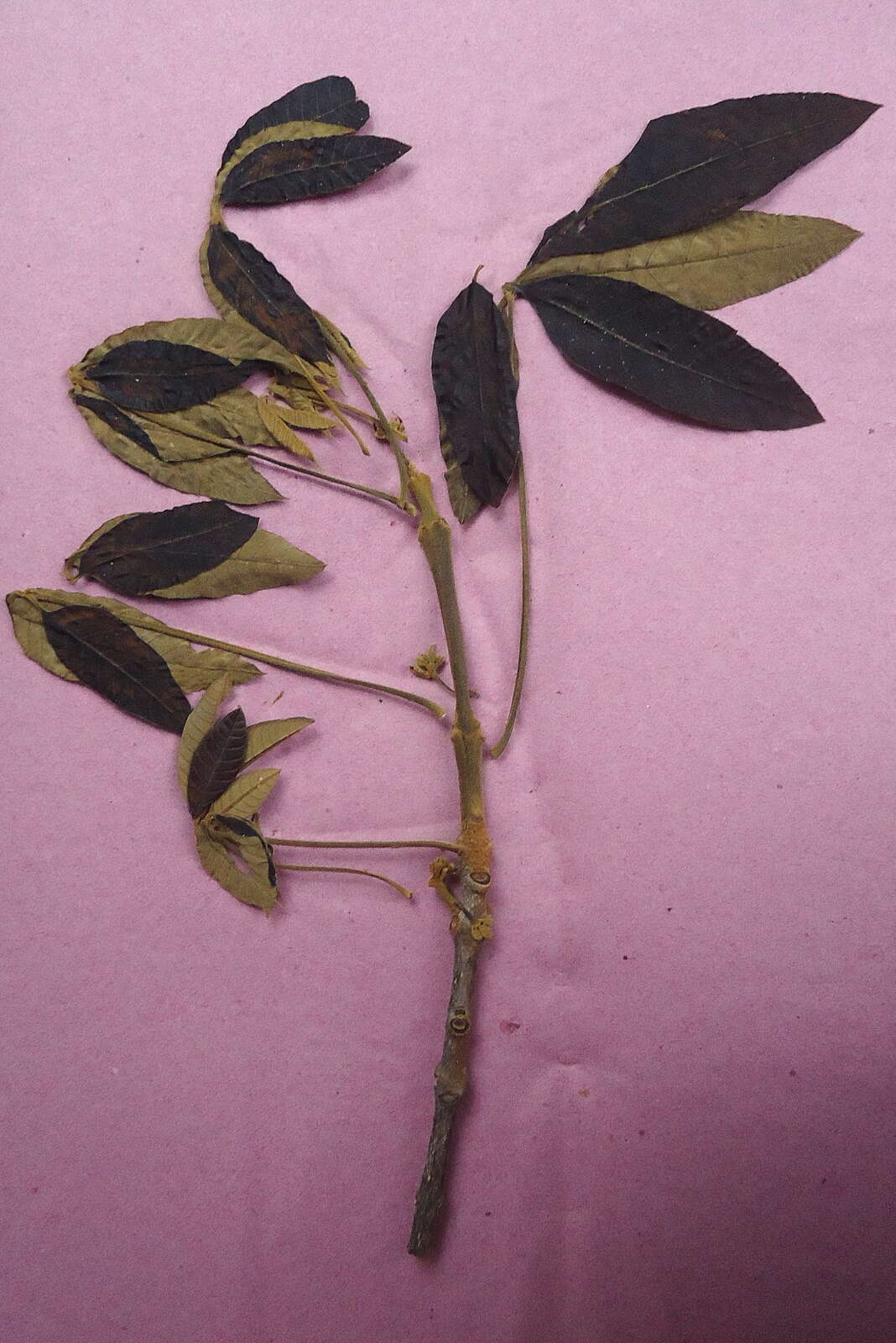 Imagem de Vitex cymosa Bertero ex Spreng.