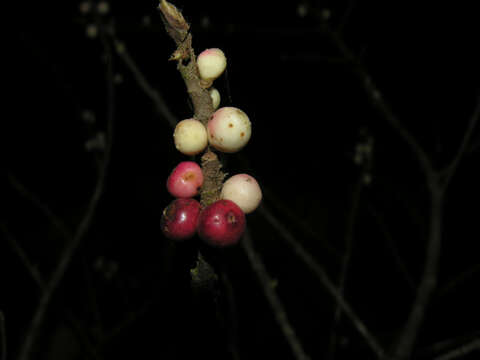 Image of Ficus colubrinae Standl.