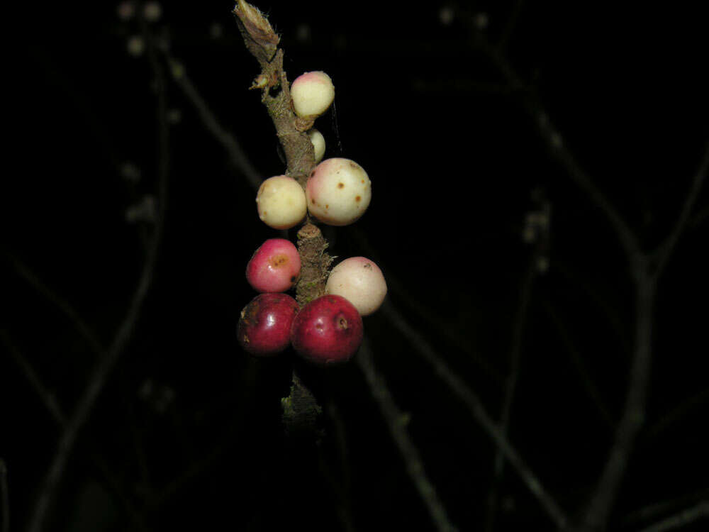 Sivun Ficus colubrinae Standl. kuva