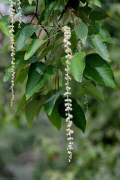 Image of Croton urucurana Baill.