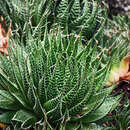 Aloe perfoliata L. resmi