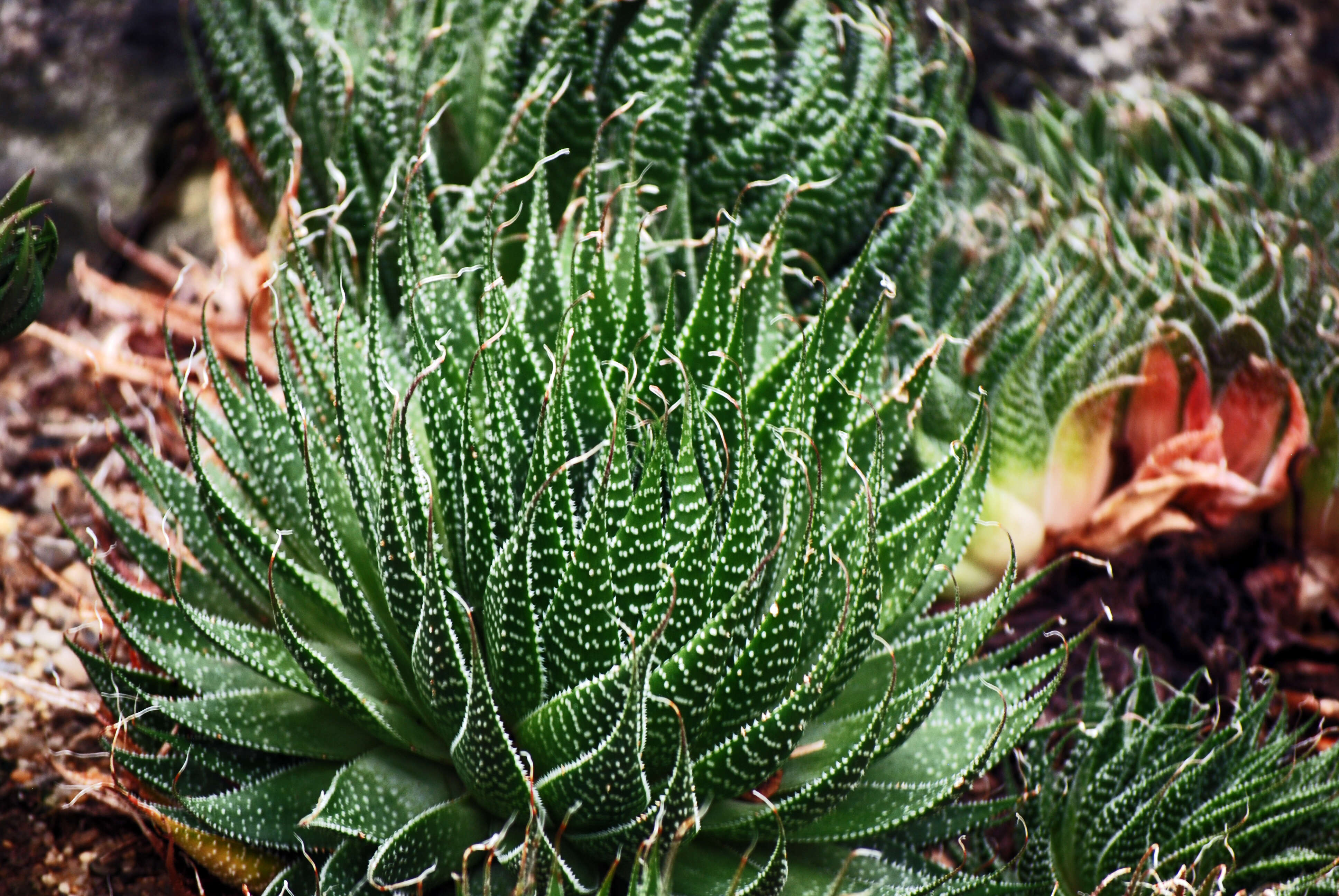 Imagem de Aloe perfoliata L.