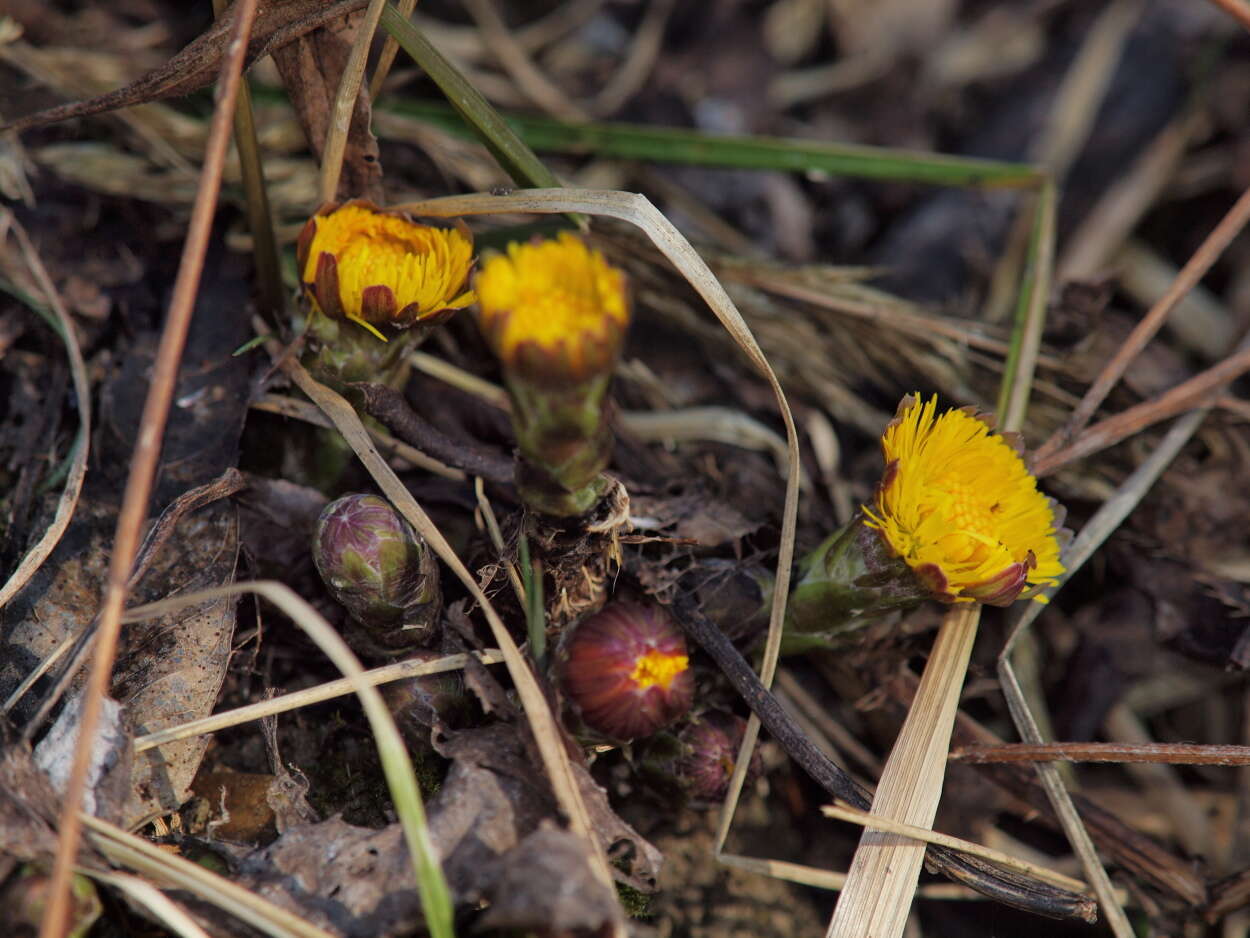 Plancia ëd Tussilago