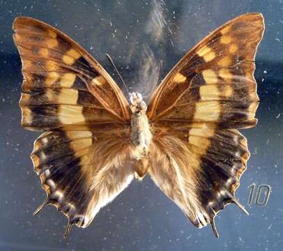 Imagem de Charaxes guderiana Dewitz 1879