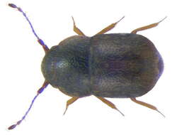 Image of featherwing beetles