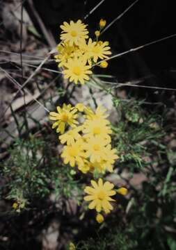 Image of <i>Senecio <i>pinnatifolius</i></i> var. pinnatifolius