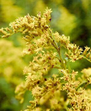 Image of giant goldenrod