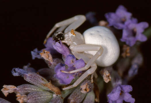 Image of Flower Crab Spiders