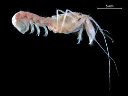 Image of ghost shrimps