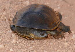 Sivun Acanthochelys macrocephala (Rhodin, Mittermeier & Mcmorris 1984) kuva