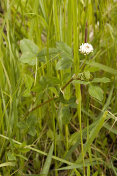 Image de Trefle blanc