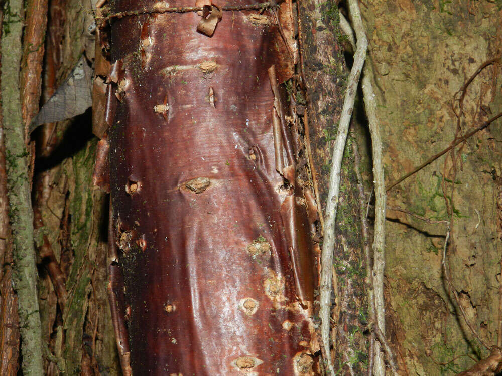 Image of Bursera standleyana L. O. Williams & Cuatrec.