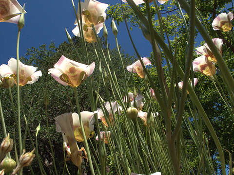 Image of coast range mariposa lily