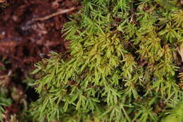 Image of octoblepharum moss