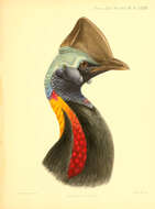 Image of Casuarius Brisson 1760