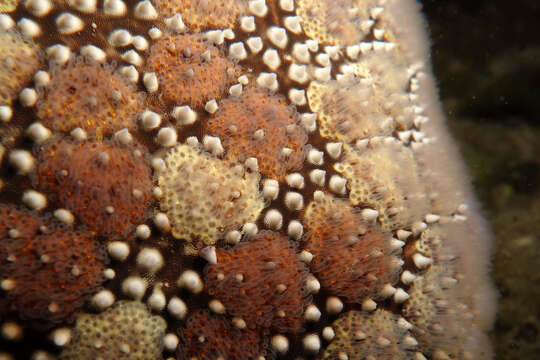 Image of Cushion star