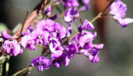 Image of Hardenbergia