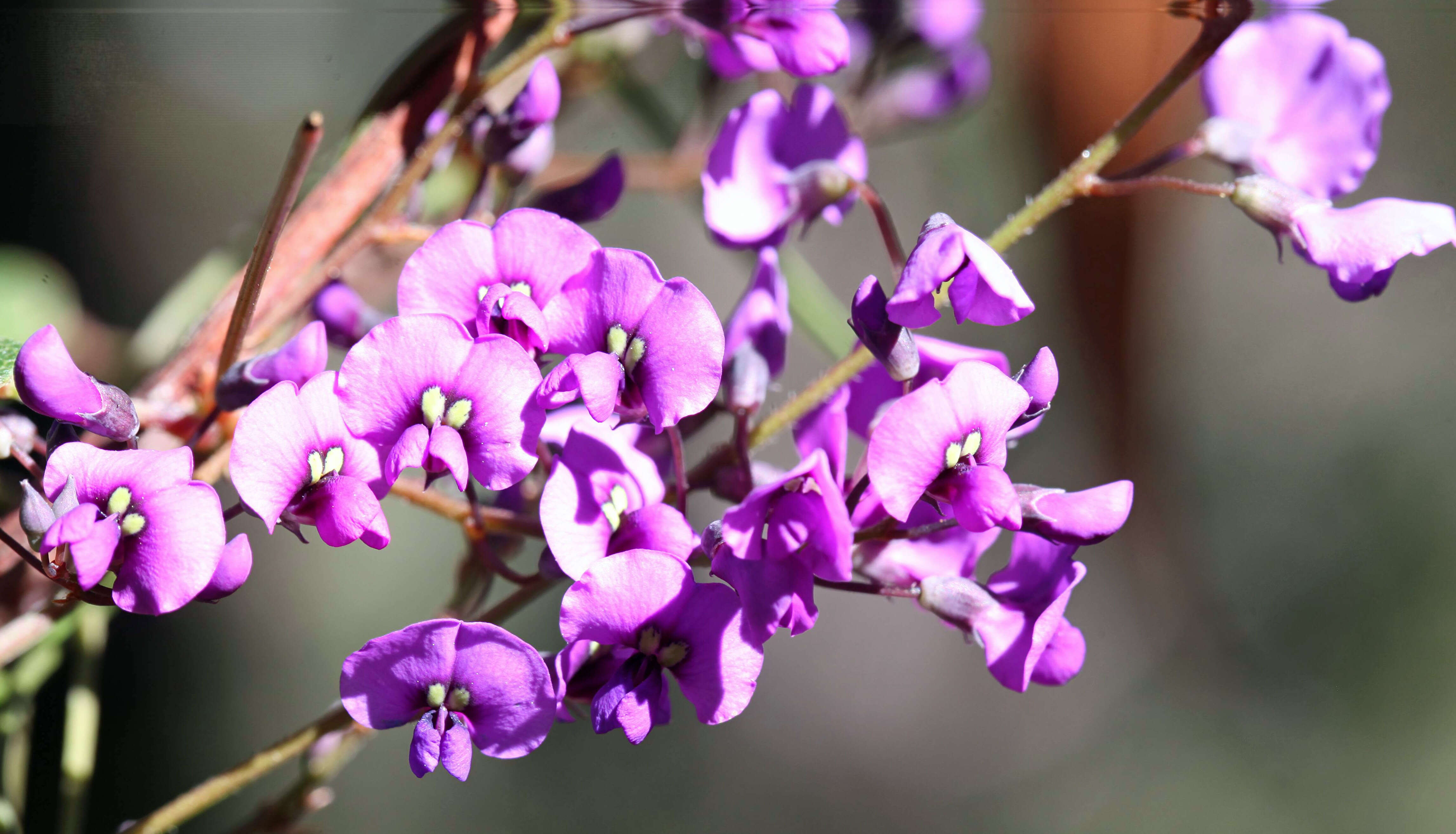 Image of coral-pea