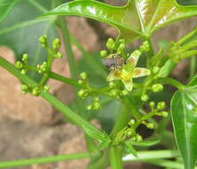 Image of Jatropha subaequiloba Radcl.-Sm.