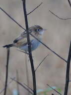 Image of Fan-tailed Cisticola