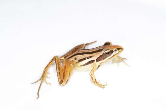 Image of Striped Stream Frog