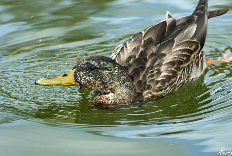 Image of Common Mallard