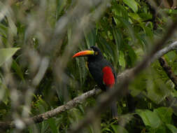 Image of Aracari