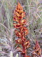 Image of Orobanche gracilis Sm.