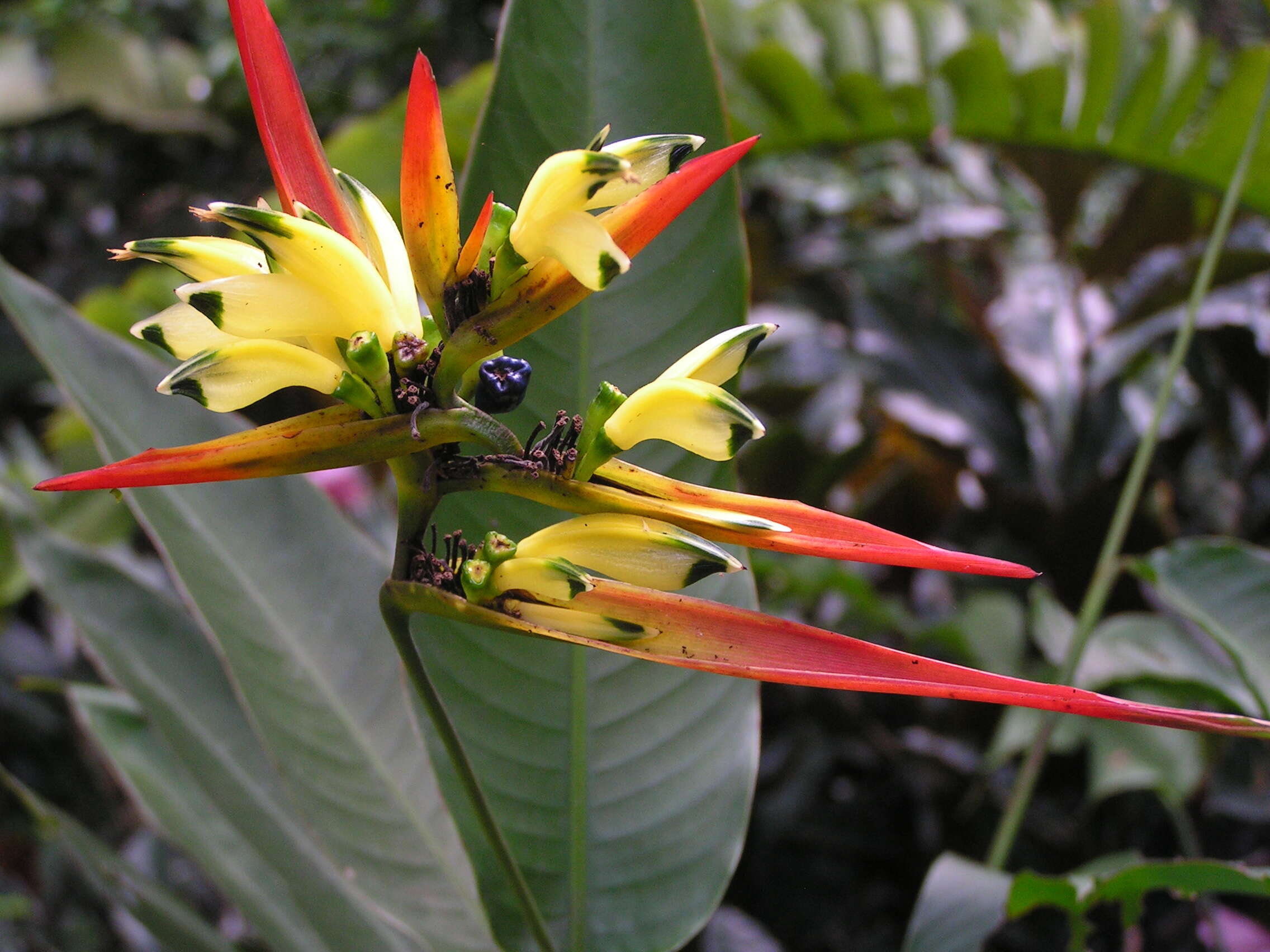 Image of parakeetflower