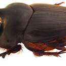 Image of Onthophagus (Palaeonthophagus) vacca (Linnaeus 1767)