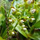 Слика од Epidendrum brachyglossum Lindl.