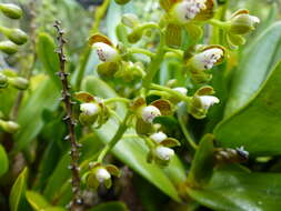 Слика од Epidendrum brachyglossum Lindl.