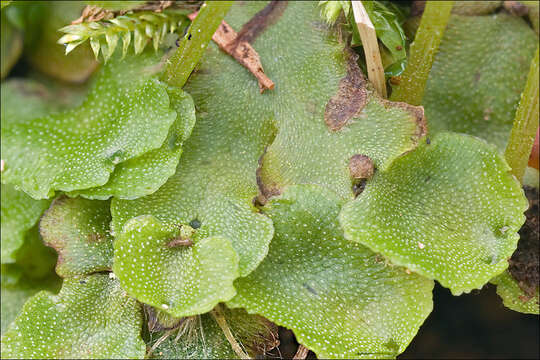 Image of Marchantia quadrata Scop.