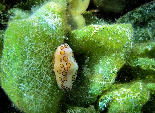 Image of Flamingo tongue snail