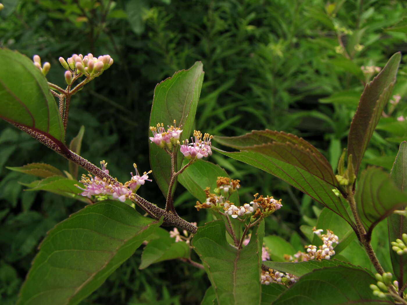 Image of Callicarpa