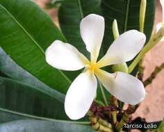 Image of Plumeria bracteata