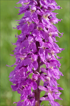 Image of Orchis mascula subsp. speciosa (Mutel) Hegi