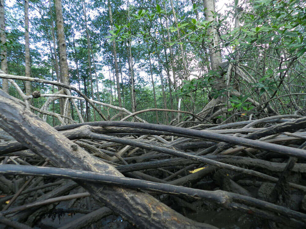 Image of Rhizophora racemosa G. F. W. Meyer