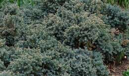 Imagem de Juniperus squamata Buch.-Ham. ex D. Don