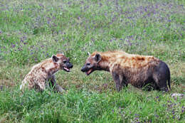 Image of Spotted Hyaenas