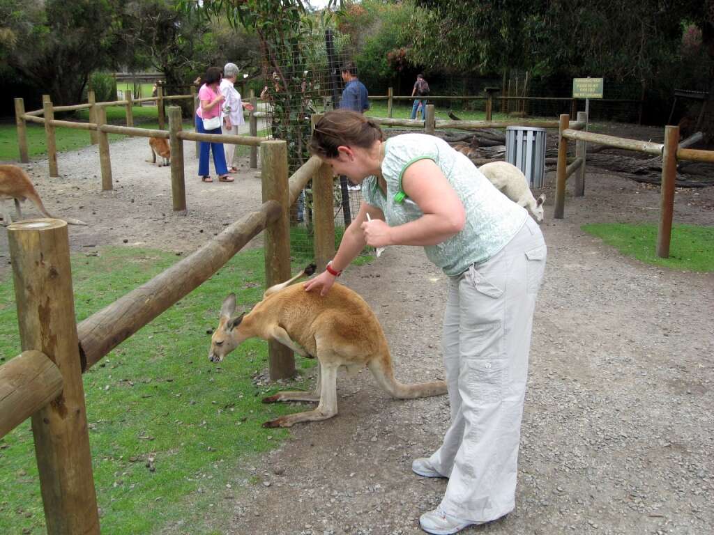 Image of Red kangaroo