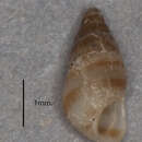 Image of red spire snail