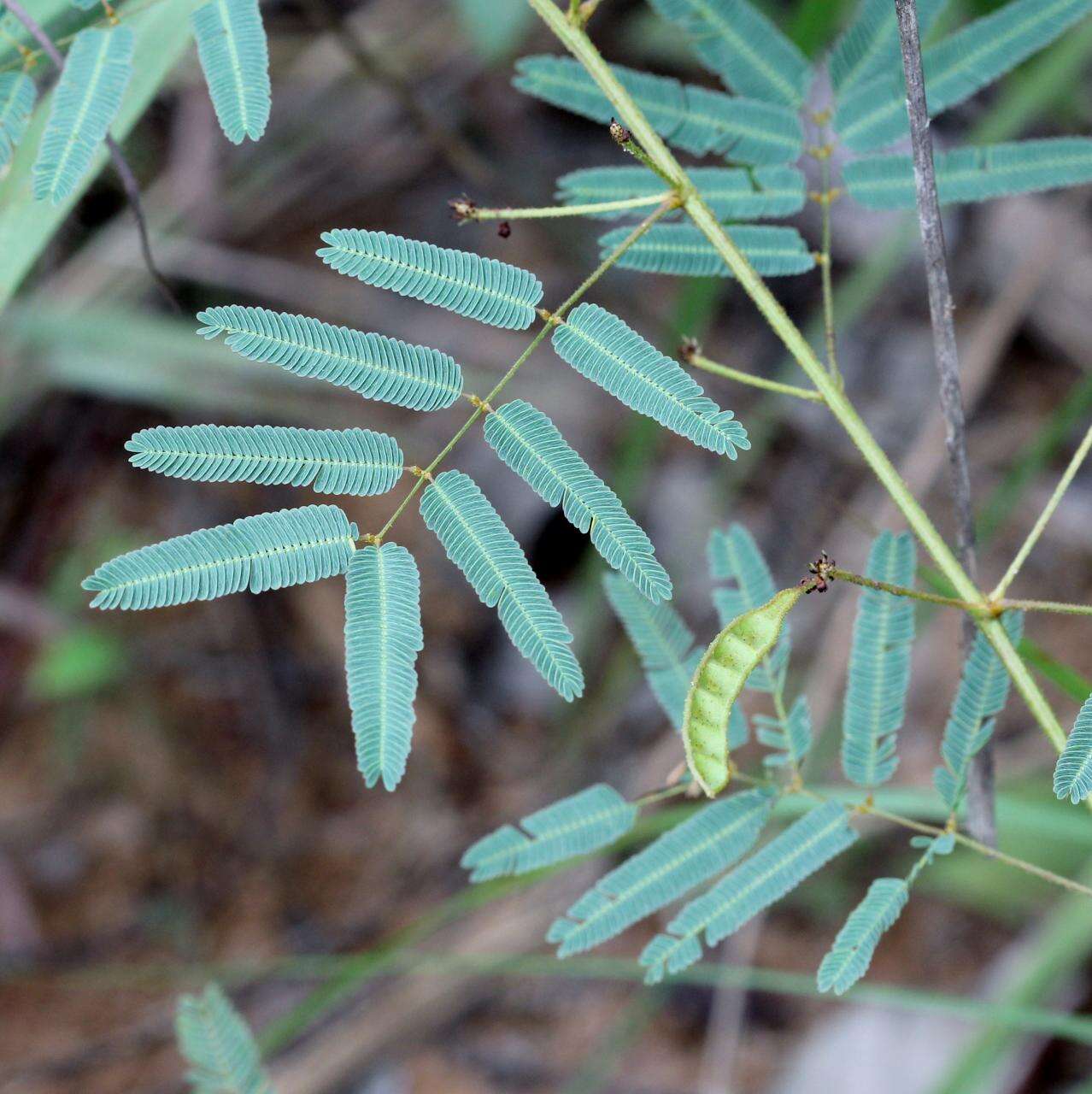 Image of Mimosa gracilis Benth.