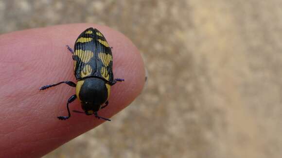 Image of Castiarina octospilota (Gory & Laporte 1838)