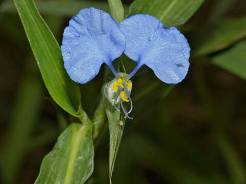 Commelina erecta subsp. livingstonii (C. B. Clarke) J. K. Morton的圖片