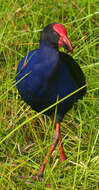 Image of Swamphen