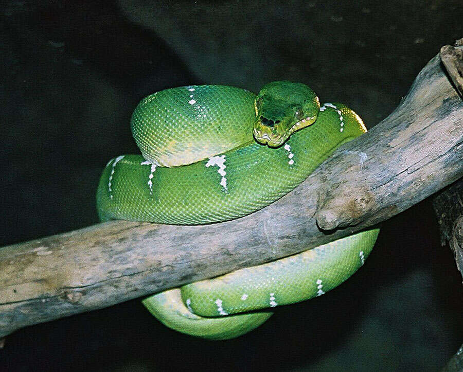 Image of Emerald Tree Boa